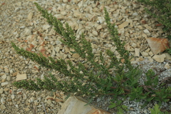 Artemisia littoricola
