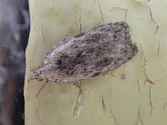 Phaeosaces compsotypa