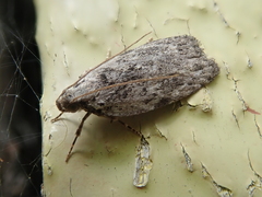 Phaeosaces compsotypa
