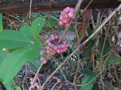 Medinilla balls-headleyi