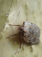 Phaeosaces compsotypa