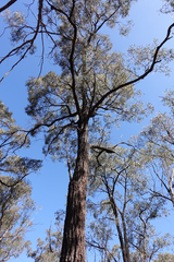 Eucalyptus tricarpa
