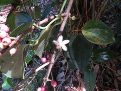 Medinilla balls-headleyi