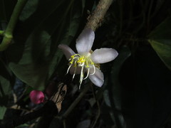 Medinilla balls-headleyi
