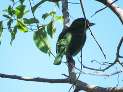 Psilopogon flavifrons