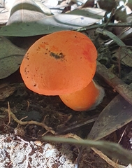 Tylopilus balloui