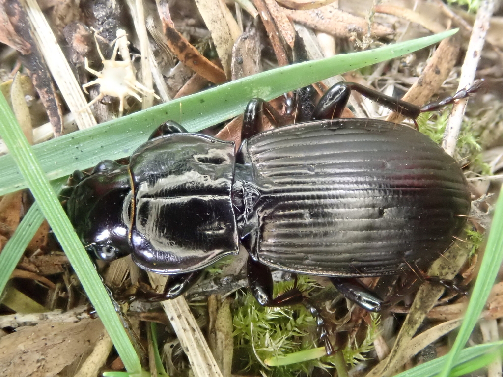 Megadromus haplopus