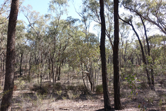 Eucalyptus polyanthemos marginalis