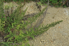 Artemisia littoricola
