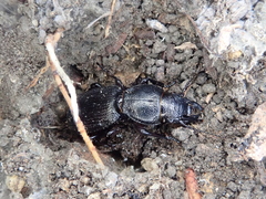 Mecodema sculpturatum