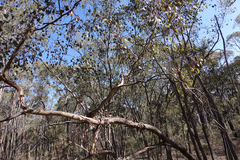 Eucalyptus polyanthemos marginalis