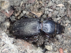 Mecodema sculpturatum