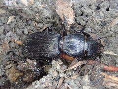 Mecodema sculpturatum