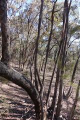 Eucalyptus polyanthemos marginalis