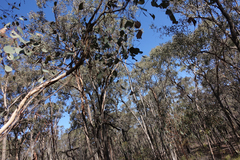 Eucalyptus polyanthemos marginalis