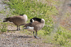 Branta canadensis image