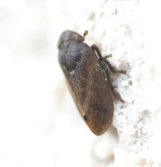 Tettigometra