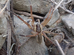 Dolomedes aquaticus