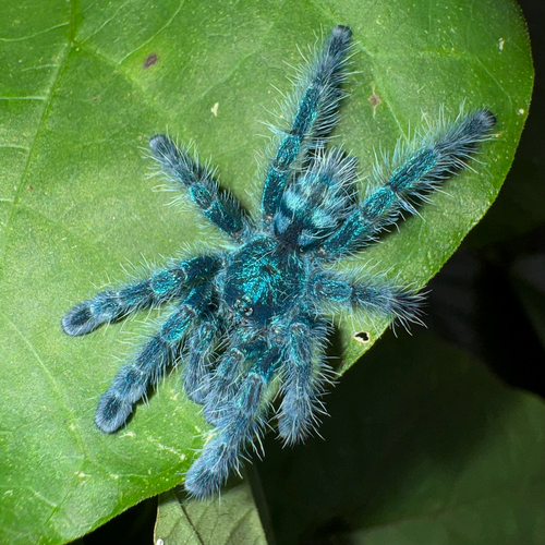 Photo of Antilles Pinktoe Tarantula (Caribena versicolor)
