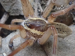 Dolomedes aquaticus