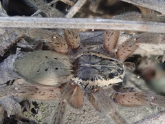 Dolomedes aquaticus