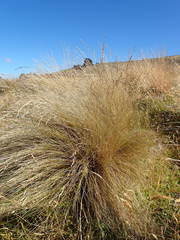 Festuca novae-zelandiae