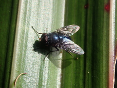Calliphoroides antennatis