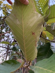 Dipterocarpus tuberculatus