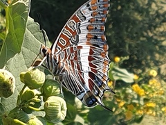 Charaxes saturnus