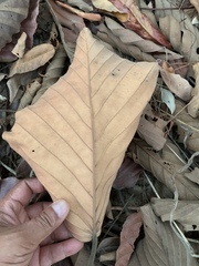 Dipterocarpus tuberculatus