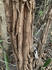 Dipterocarpus tuberculatus