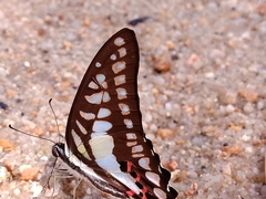 Graphium evemon
