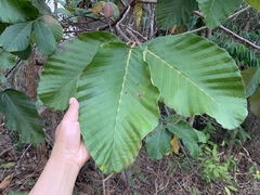 Dipterocarpus tuberculatus
