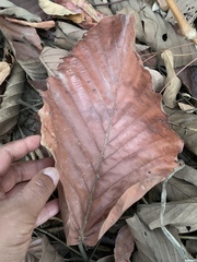 Dipterocarpus tuberculatus