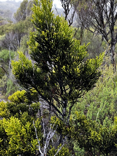 Alpine tarwood (Halocarpus biformis)