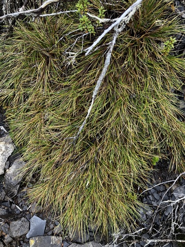 Carpet Grass (Chionochloa australis)