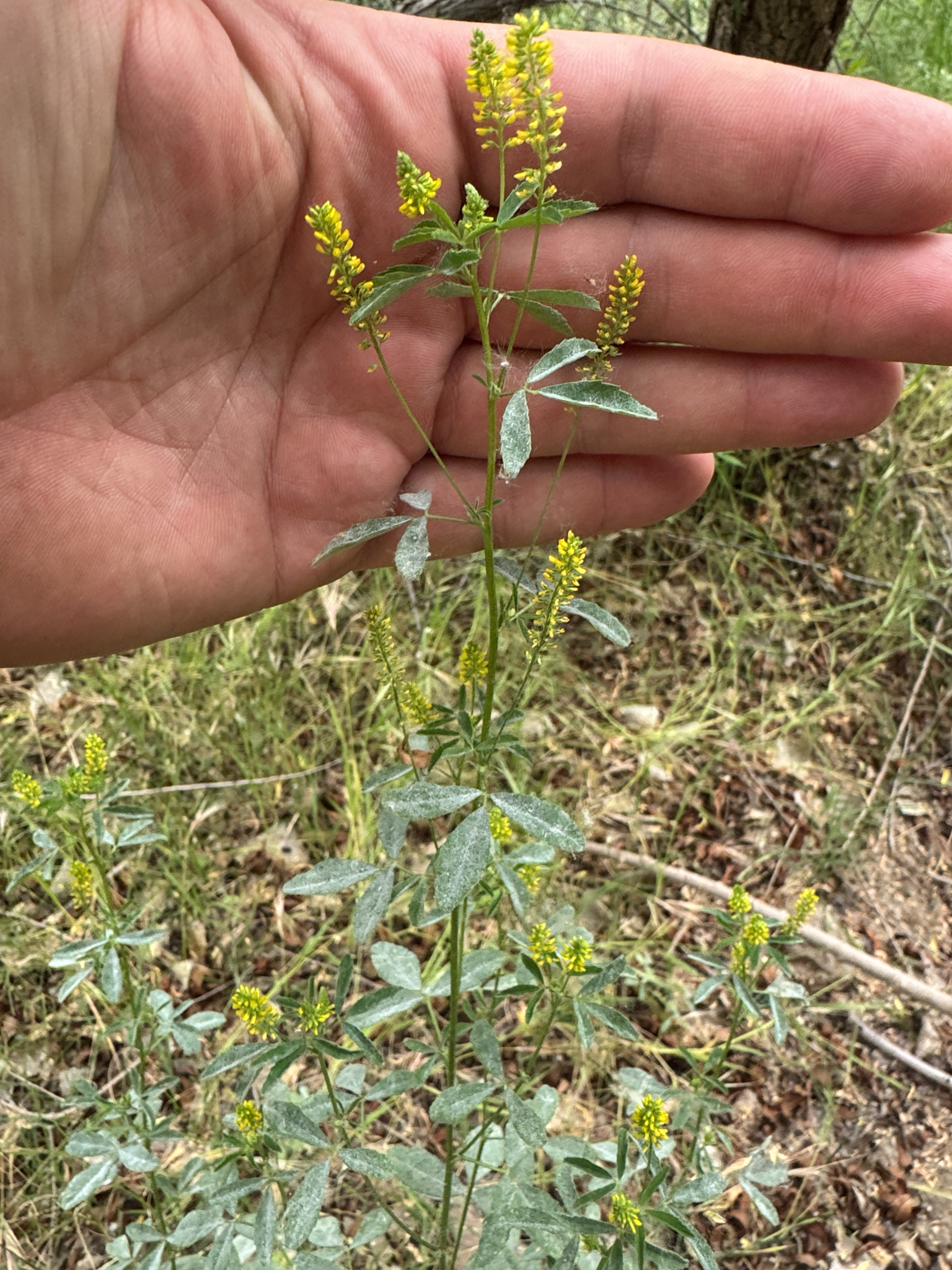 Annual Yellow Sweetclover (Melilotus indicus)