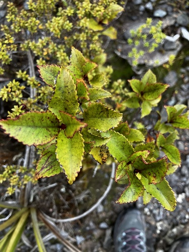 kāmahi (Pterophylla racemosa)