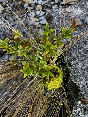 Southern Rātā (Metrosideros umbellata)