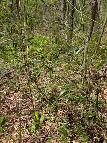 river cane (Arundinaria gigantea)
