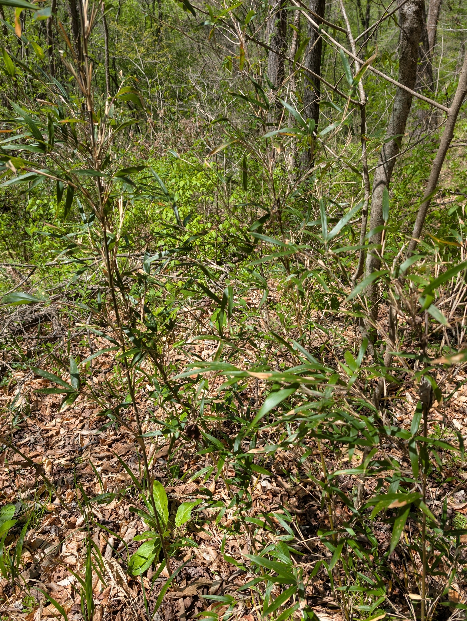 River Cane (Arundinaria gigantea)