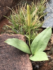 Ophioglossum polyphyllum