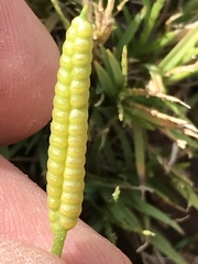 Ophioglossum polyphyllum