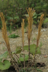 Arabis stelleri japonica