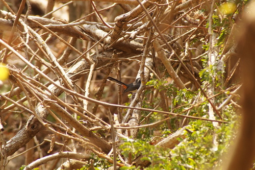 Red-breasted Chat (Granatellus venustus)