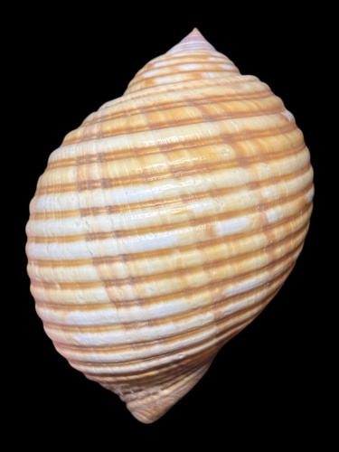 Tonna observed 2013-04-06