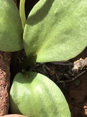 Ophioglossum polyphyllum