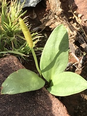 Ophioglossum polyphyllum