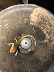 Eremiascincus richardsonii