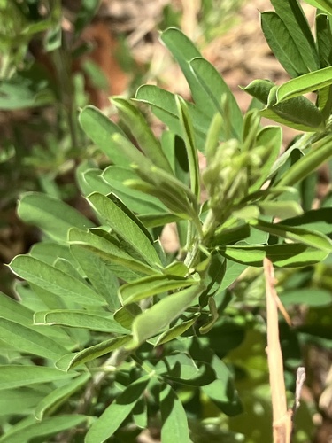 Chinese bushclover (Lespedeza cuneata)